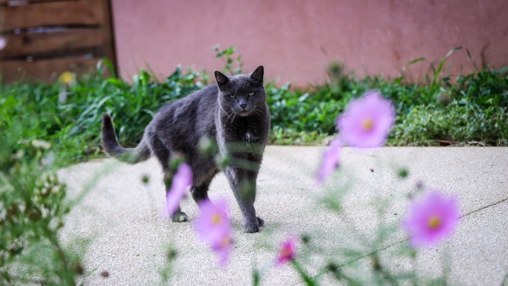 Un abattage tragique : un homme tire sur le chat de sa voisine