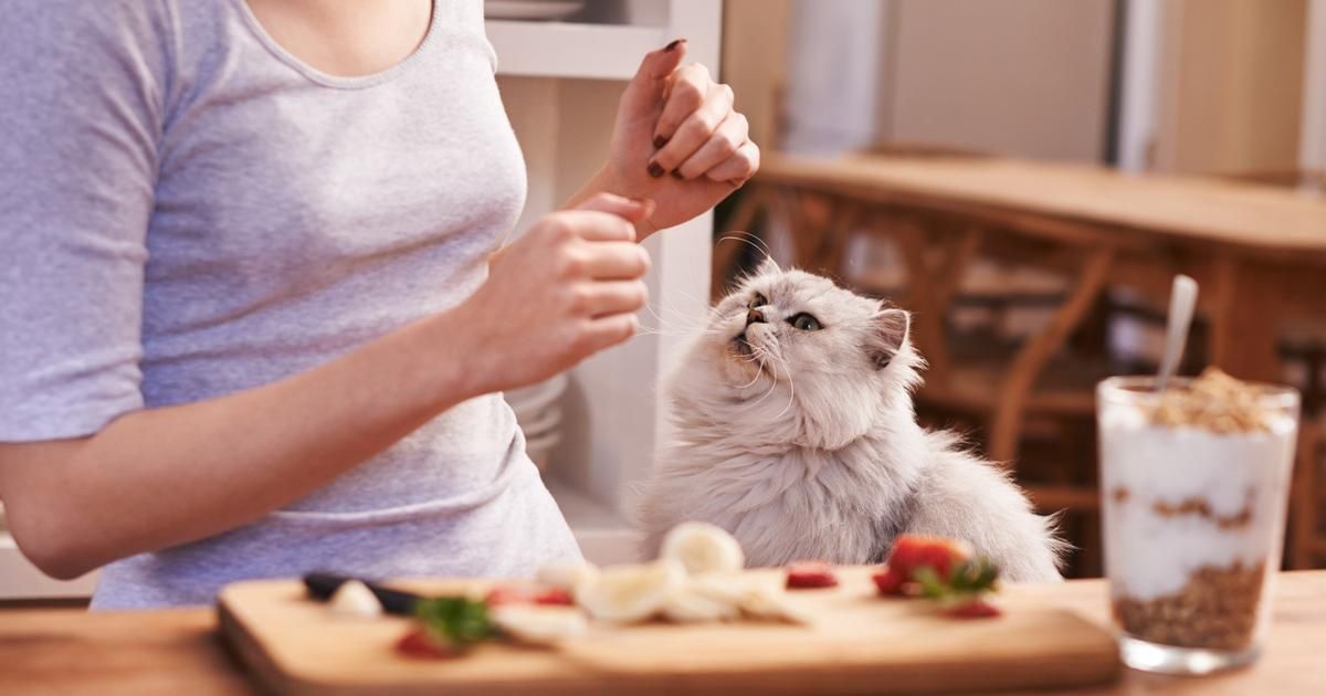 Cuisiner pour son chat : une tendance délicieuse ou une folie ?