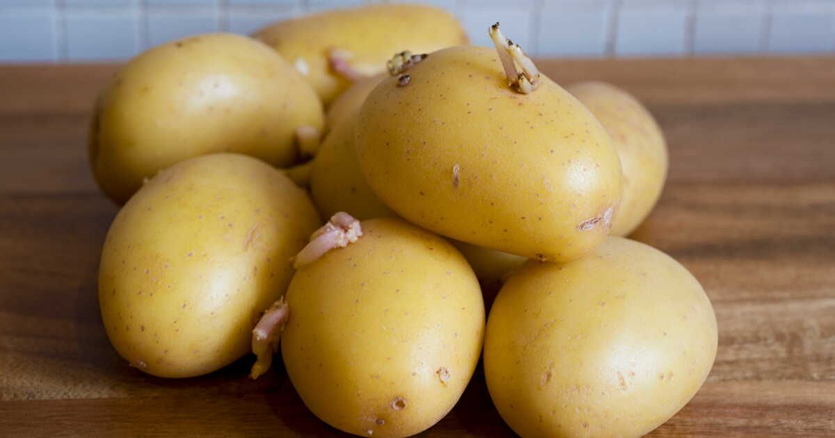 Transformez vos pommes de terre molles et germées en un plat irrésistible