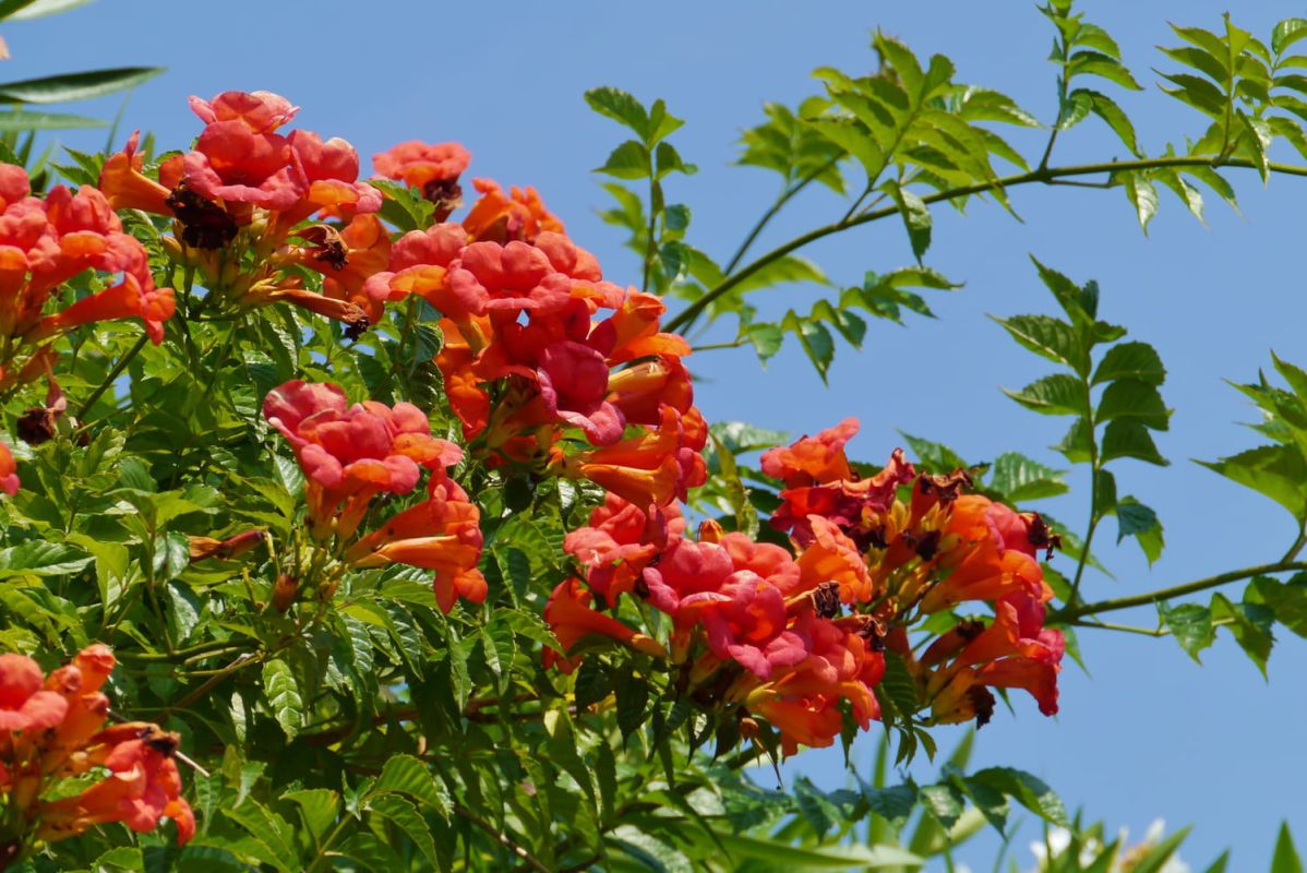 Bignone : Une Plante Grimpante Éclatante à Adopter