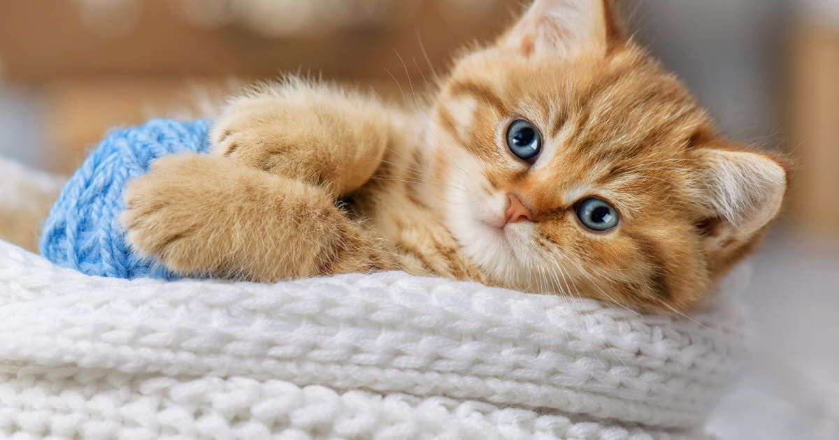 Les dangers du sevrage précoce chez les chatons : ce qu'il faut savoir