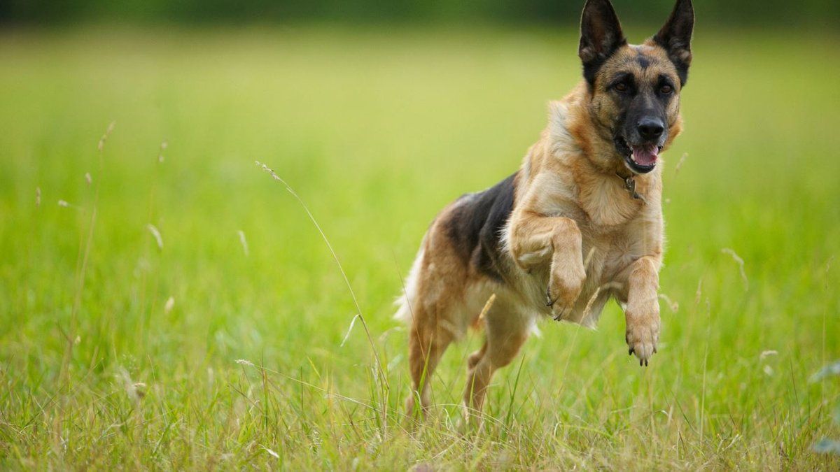 Un drame pour un chien : l'indemnisation d'Amazon face à l'indignation des propriétaires