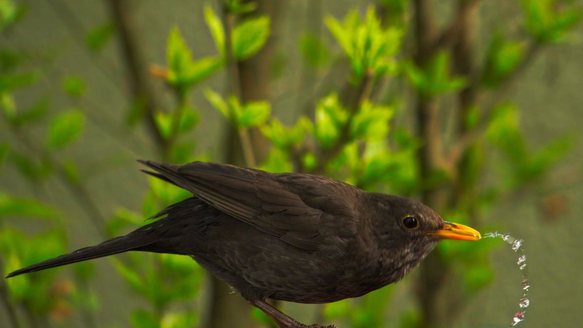 Un geste simple pour protéger les oiseaux en hiver