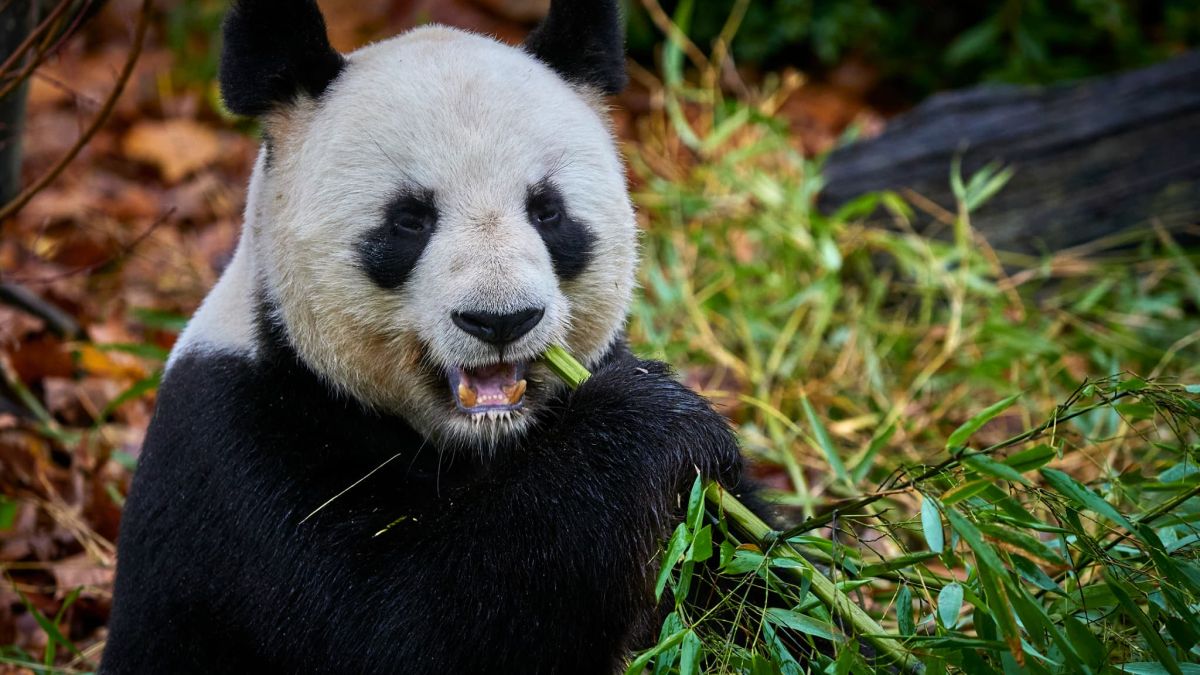 Le départ touchant des pandas du zoo de Beauval pour la Chine