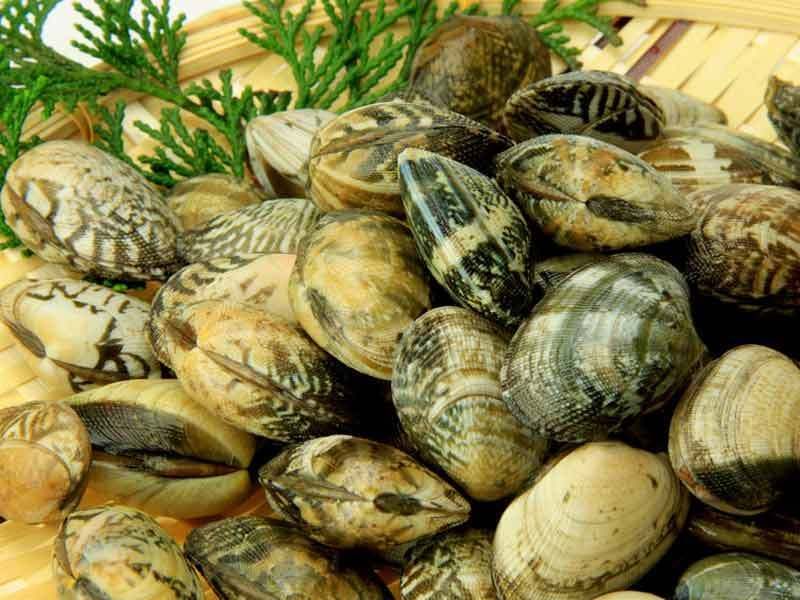 Les dangers de la pêche à pied