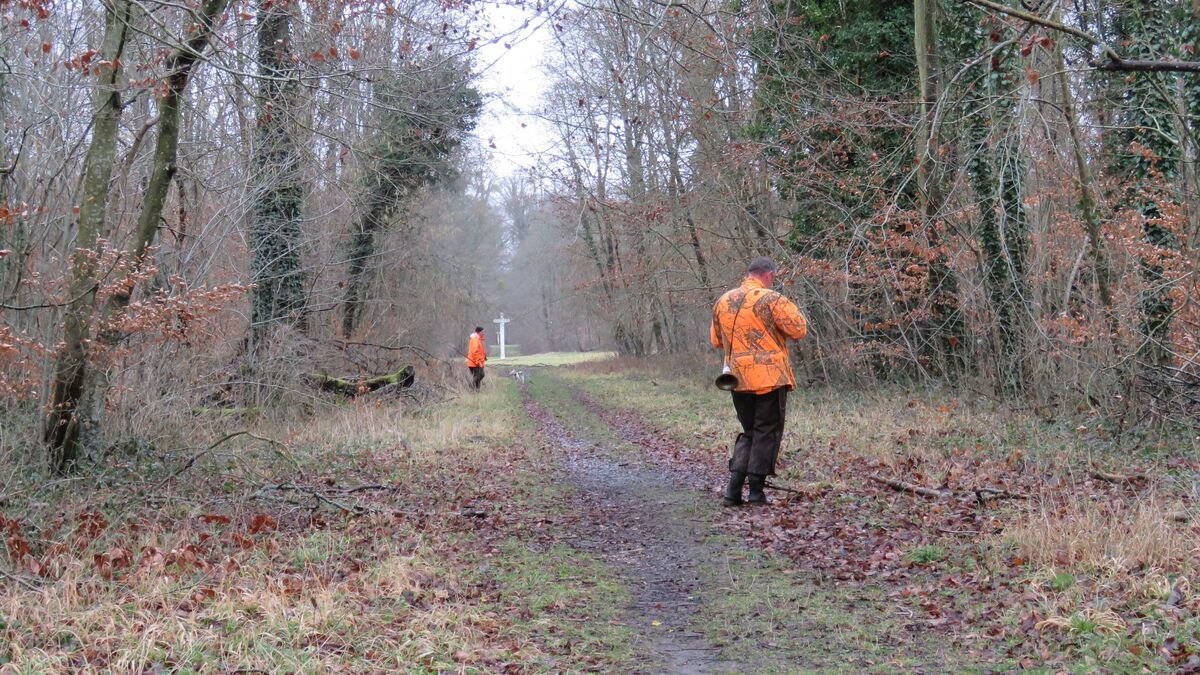 Un joggeur blessé lors d'une battue au sanglier : l'accident qui alerte Vaucluse