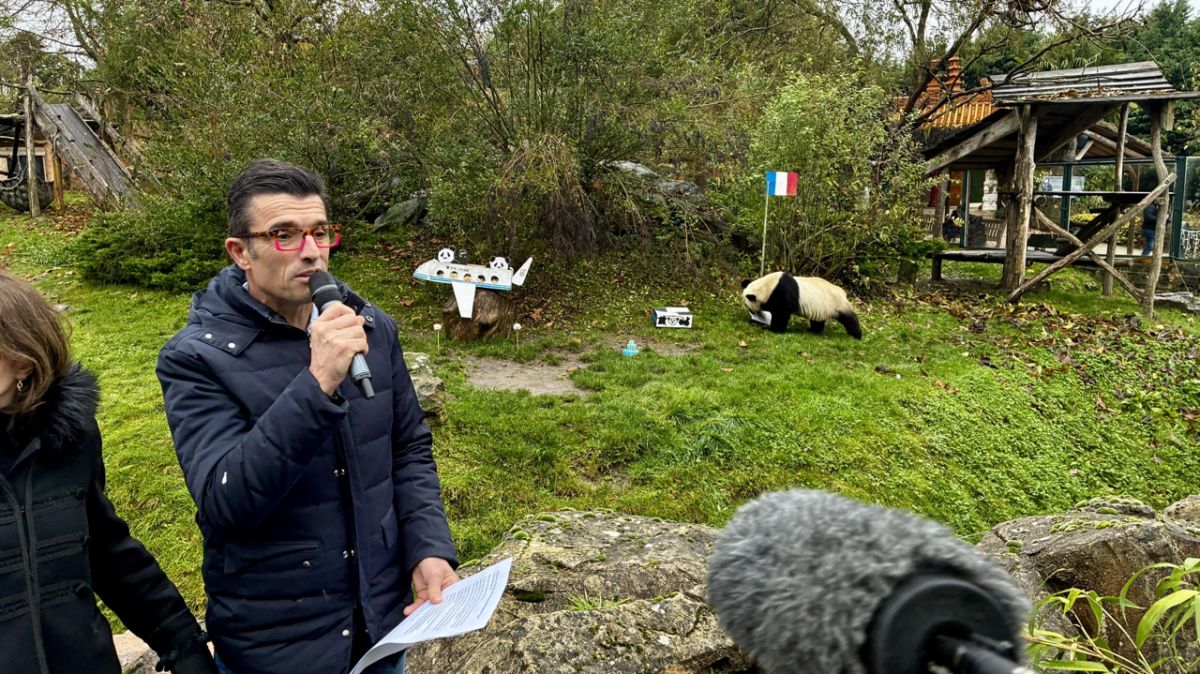 Un dernier adieu touchant pour les pandas du zoo de Beauval