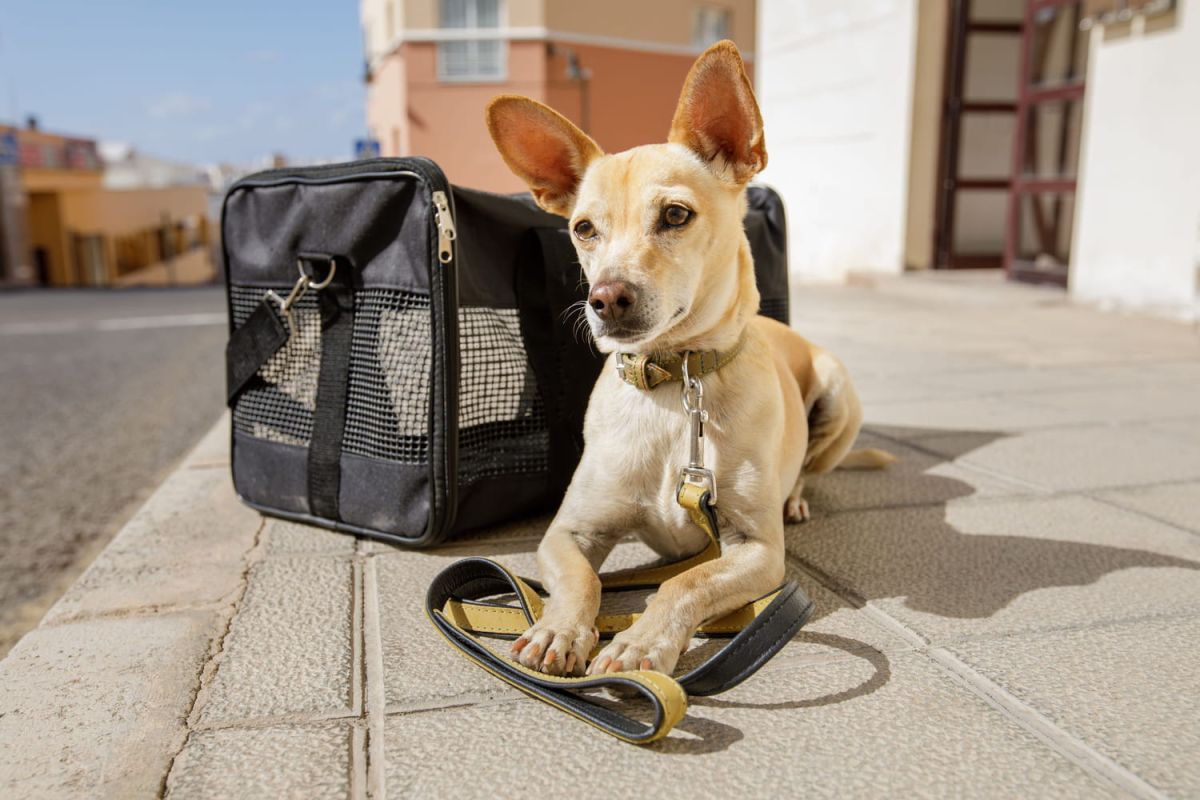 Les indispensables sacs de transport pour votre chien