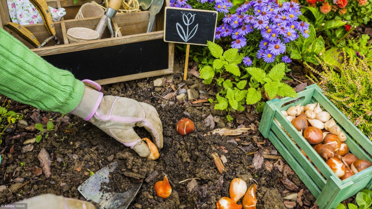 Préparez votre jardin pour un printemps éclatant avec des bulbes à fleurs