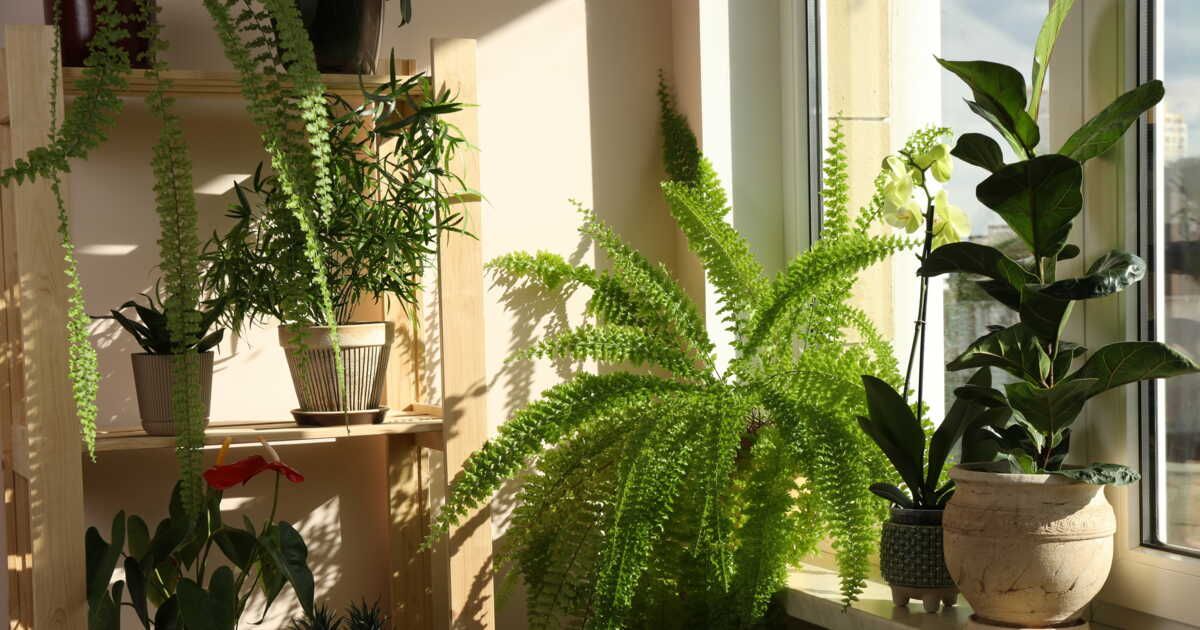 Plantes retombantes : la touche naturelle qui embellit votre intérieur