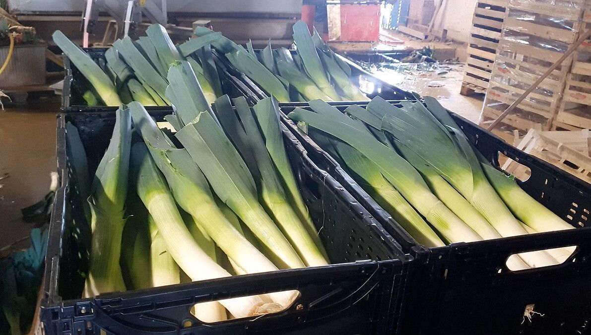 La crise des maraîchers de la Manche : un appel à l'aide urgent