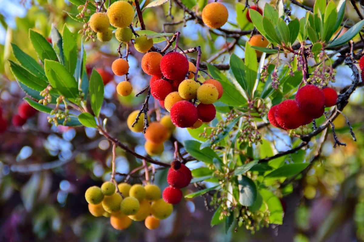 Un arbre décoratif aux fruits savoureux