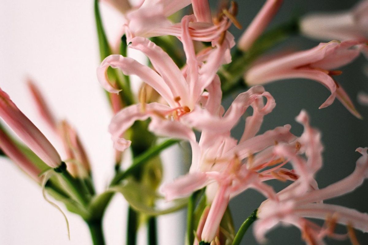 La magie de la nérine dévoilée à l'automne