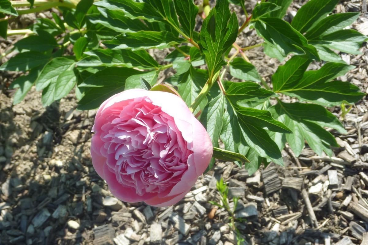 Les fleurs roses : une touche de romantisme pour votre jardin