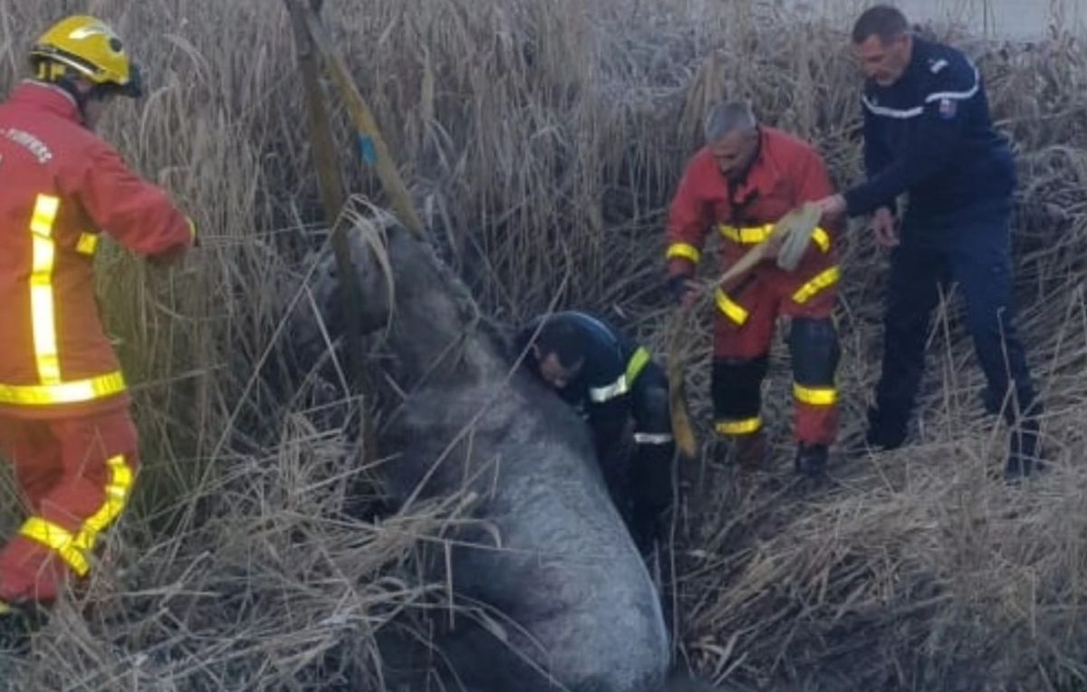 Un gendarme sauve un cheval piégé dans la boue glacée des Alpes-de-Haute-Provence