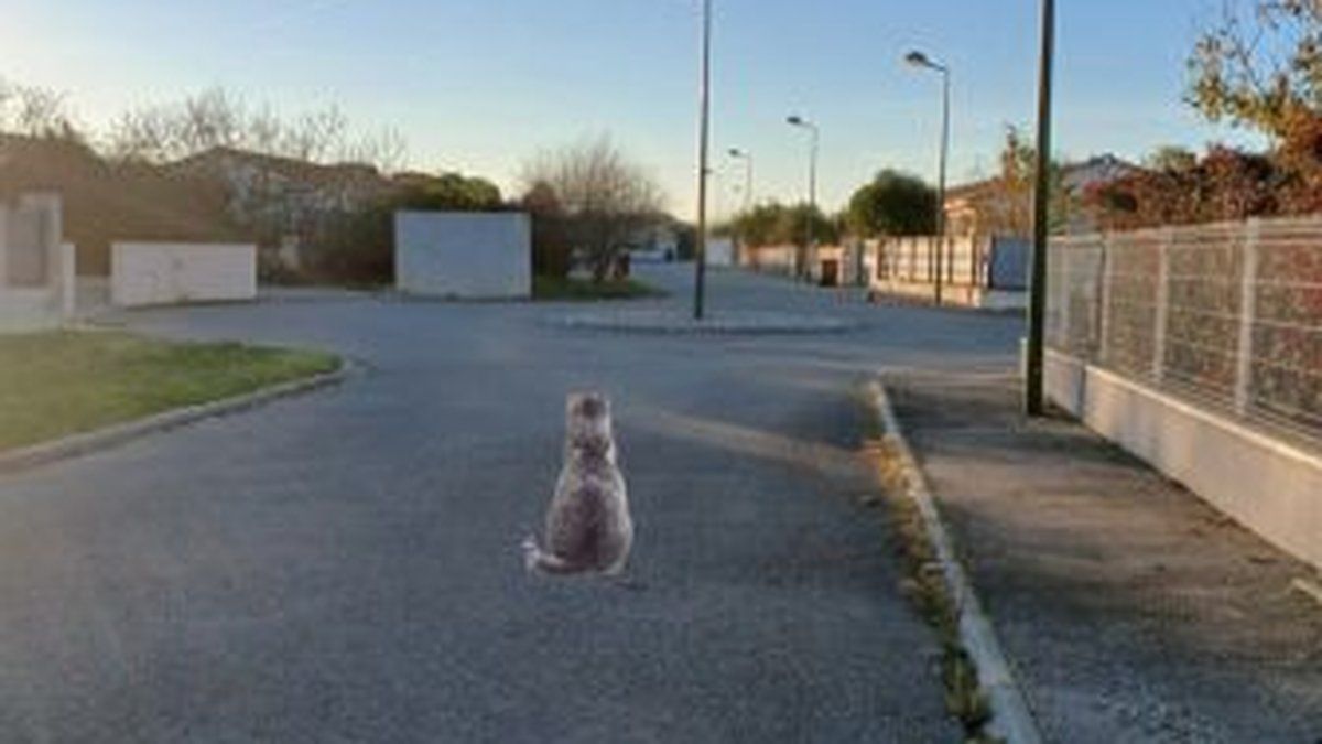 Des chats mystérieusement disparus : une enquête qui soulève des inquiétudes