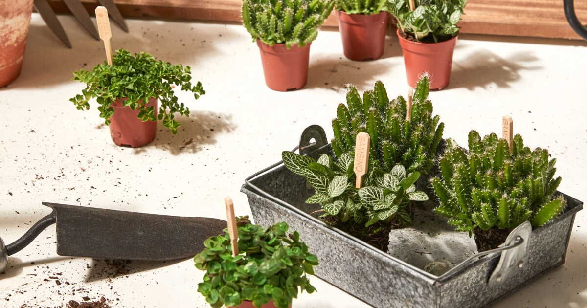 Entretenir et Bouturer vos Plantes Grasses