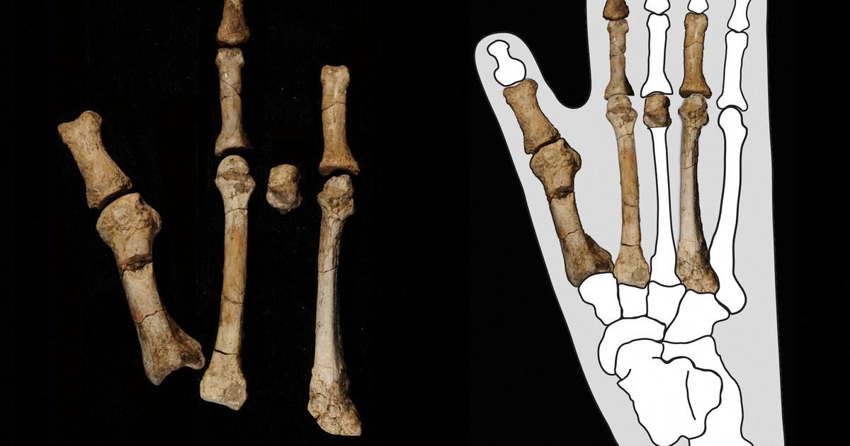 Un pied fossile révèle l'existence d'un nouvel ancêtre de l'homme