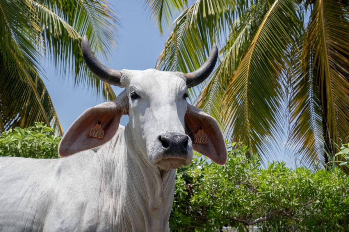 Découvrez les races de vaches emblématiques de France à travers notre quiz captivant