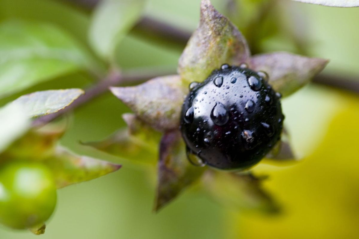 Plantes mal-aimées : elles ont bien des atouts