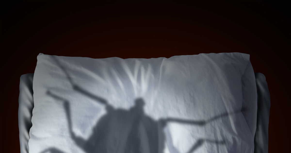 Détecter et éradiquer les punaises de lit