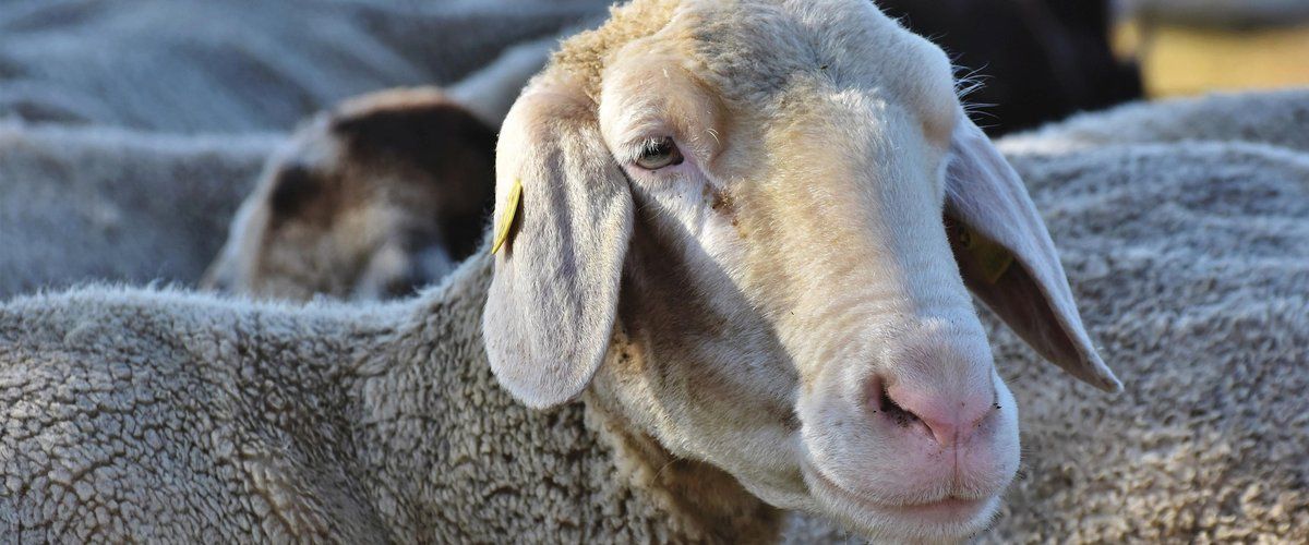 Un jeune homme parcourt l'Algérie et la Tunisie pour offrir un mouton à sa grand-mère