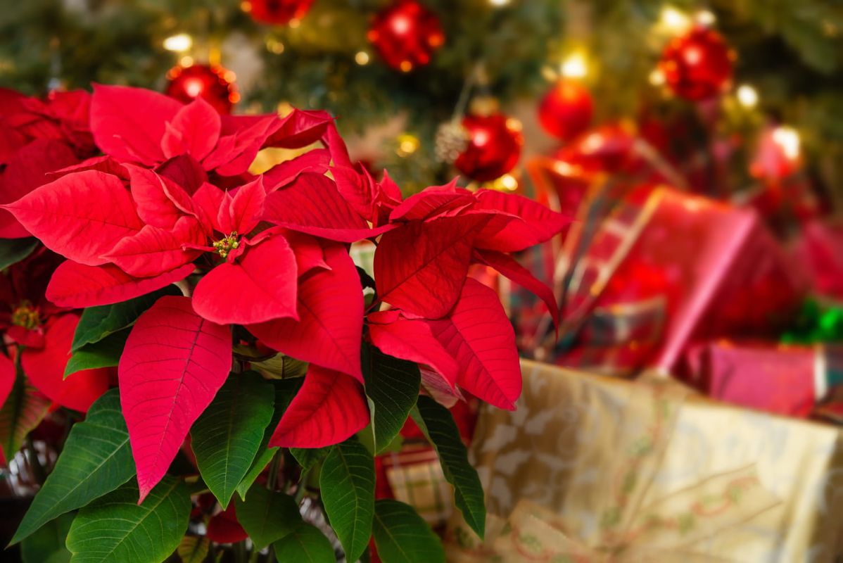 Le poinsettia : une étoile de Noël aux racines controversées