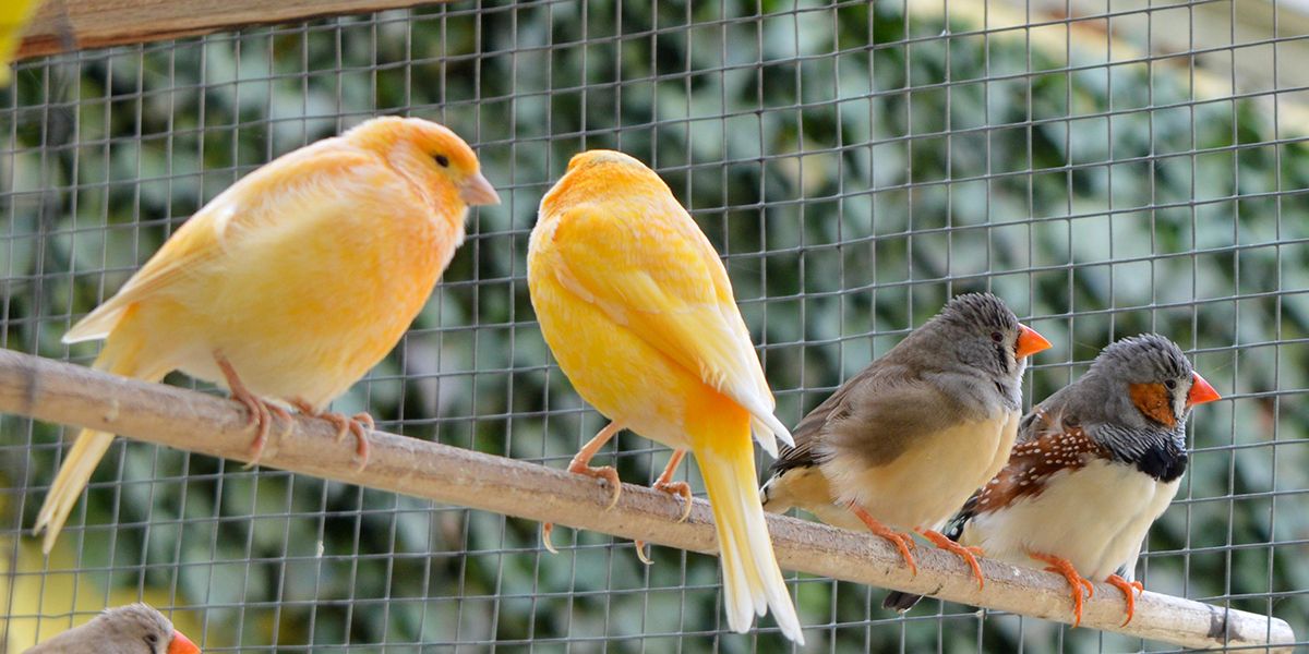 Construire une volière : les secrets pour un havre de paix aviaire