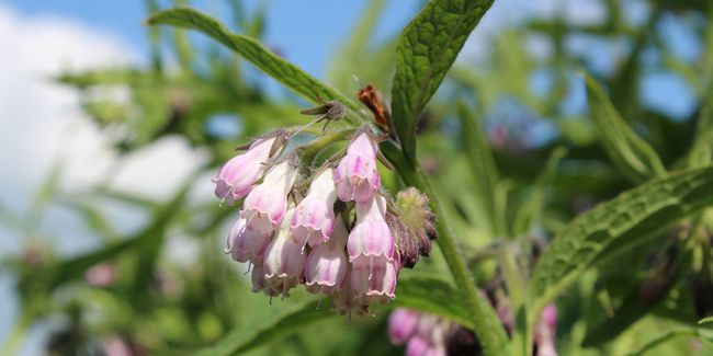 La consoude, une plante aux multiples atouts