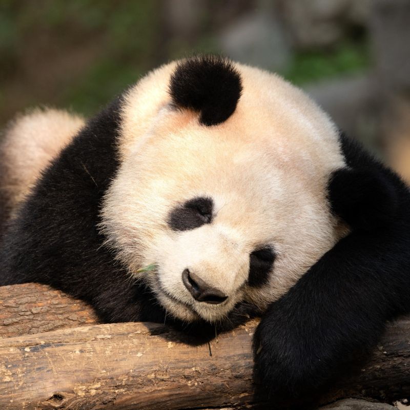 De nouveaux pandas bientôt accueillis au zoo de Beauval : une nouvelle ère se dessine