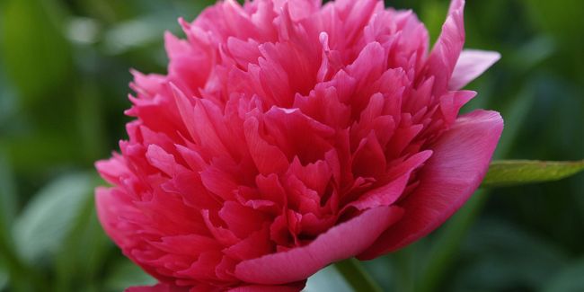 La pivoine officinale : une alliée insoupçonnée contre les convulsions