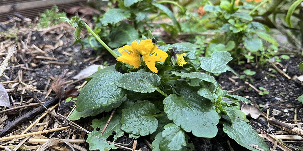Faire fleurir vos pensées : un guide pratique
