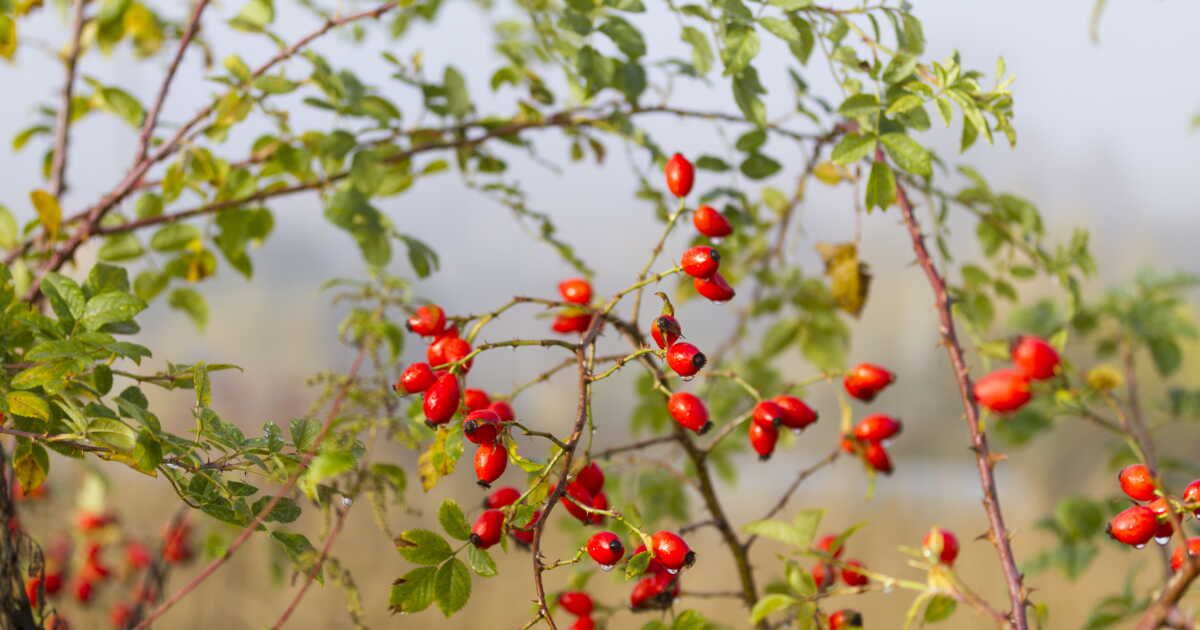 Le cynorrhodon : un trésor de vitamine C