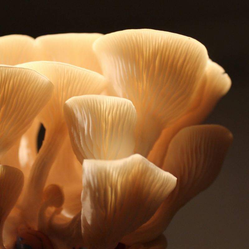 Les pièges du genre des mots : découvrez l'énigme du pleurote