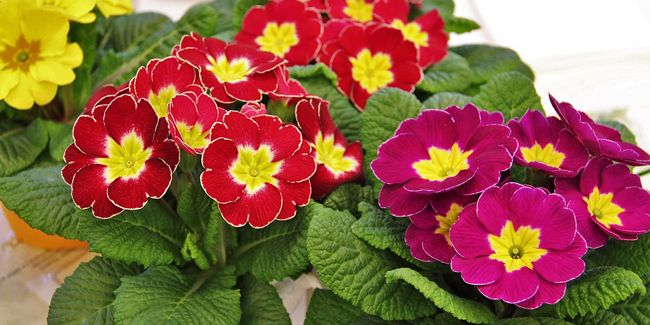 La primevère : un rayon de soleil au début du printemps