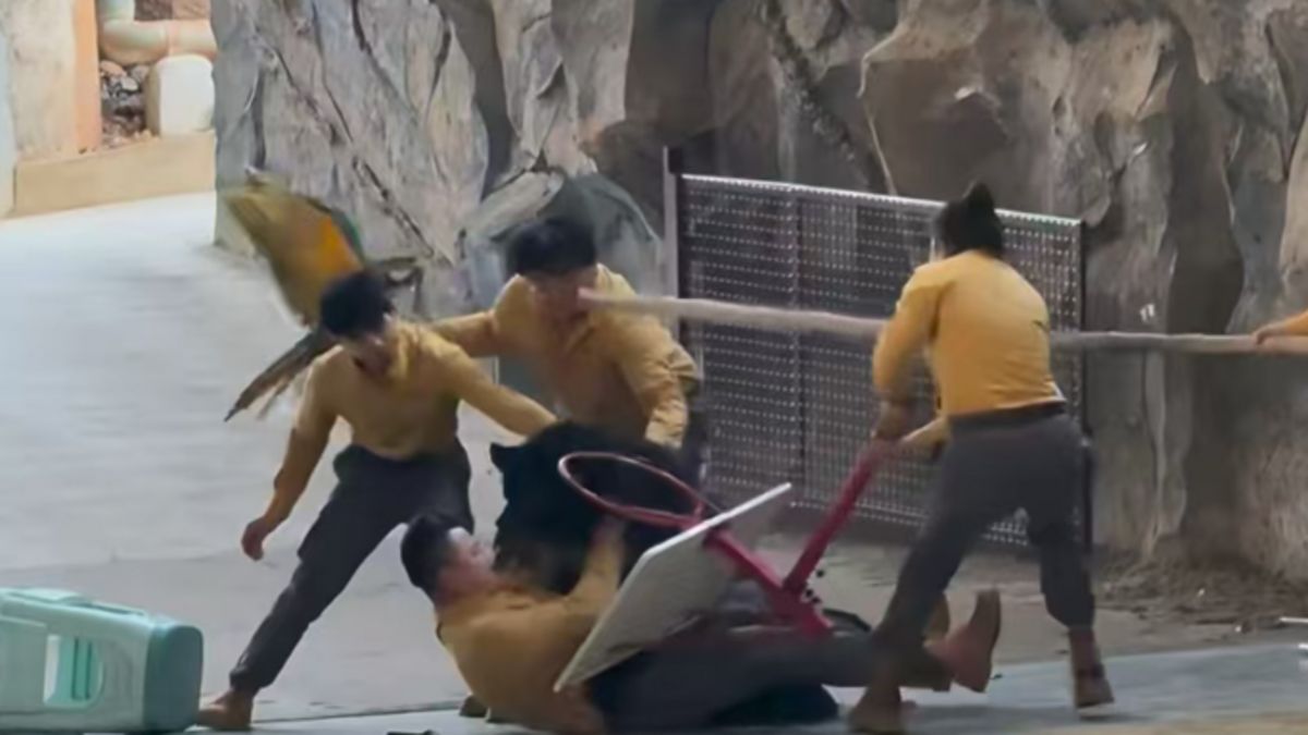 Un dresseur affronté par un ours noir lors d'un spectacle au zoo de Hangzhou