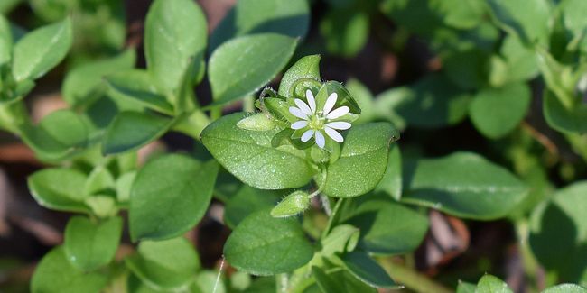Démasquer les envahisseurs : les pires mauvaises herbes de votre jardin