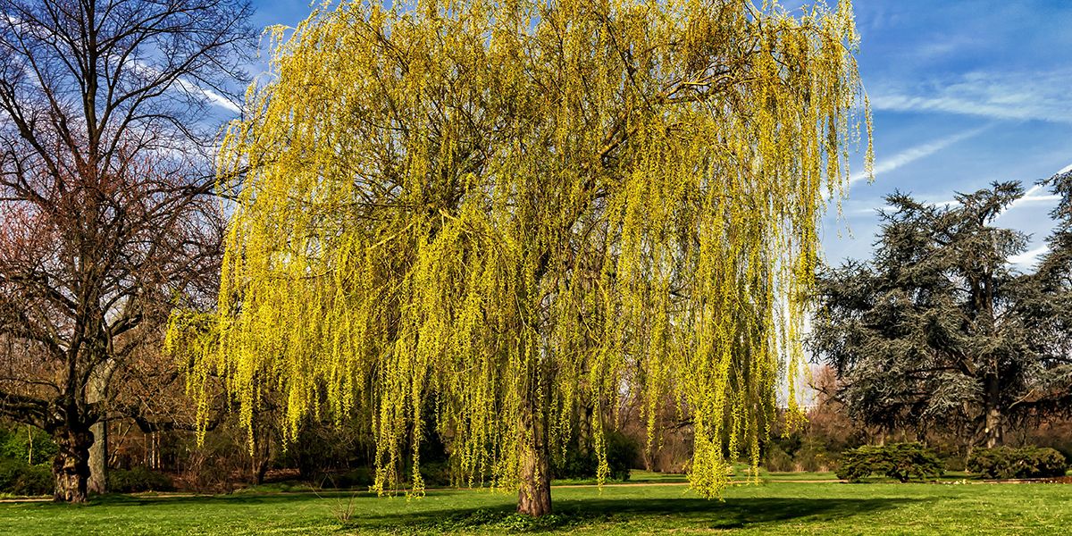 Les arbres à croissance rapide pour un jardin épanoui