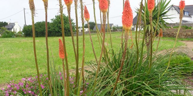 Tritoma : une danse de couleurs dans votre jardin