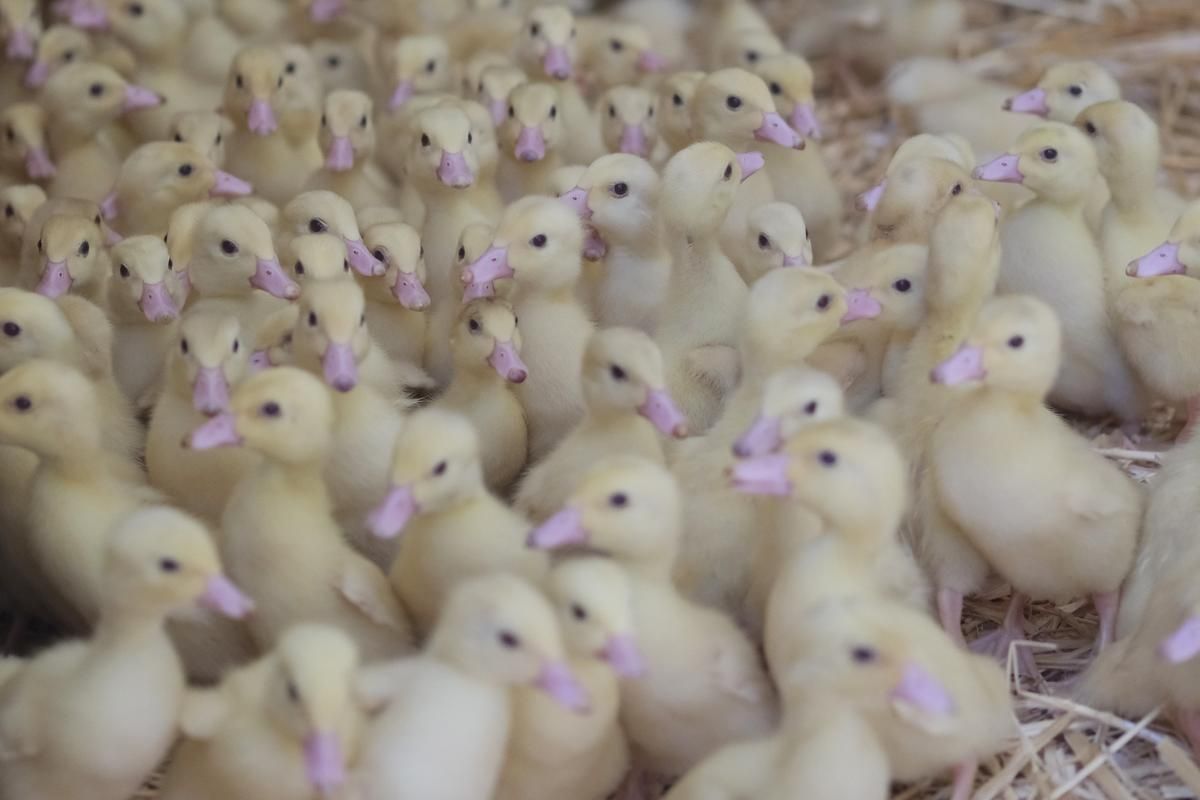 Un incendie ravage un élevage en Béarn : 4 000 poussins perdent la vie