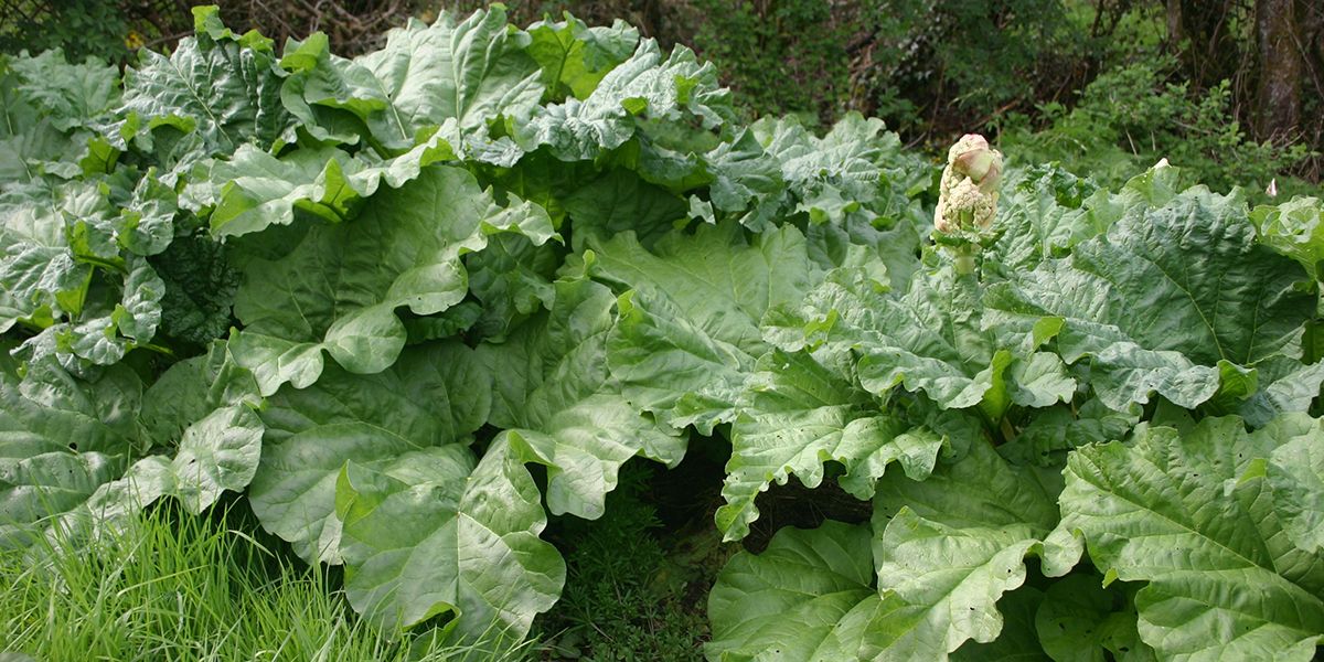 Utilisez les feuilles de rhubarbe pour un jardin en pleine santé