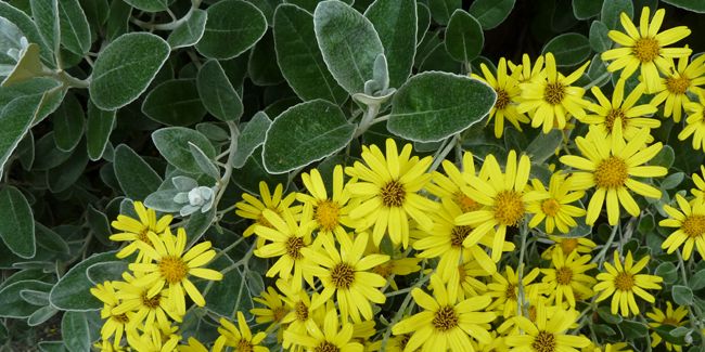 Le séneçon en arbre : l’allié idéal pour les jardins côtiers