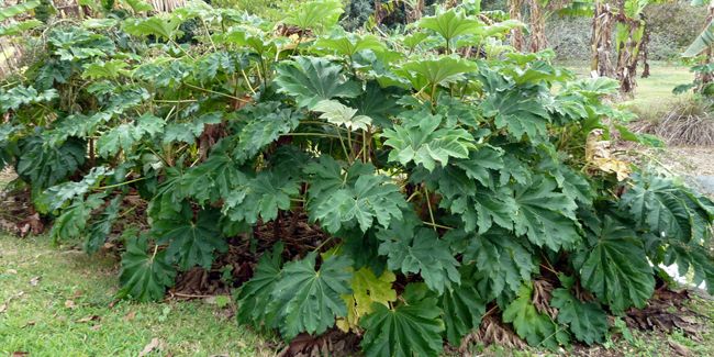 Arbre à papier de riz (Tetrapanax papyrifer)