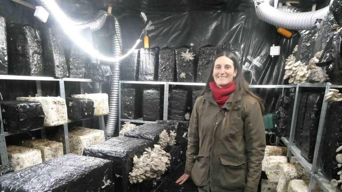la passion des champignons : sabine aldin réinvente l'agriculture à la ferrière-harang