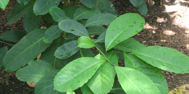 Le maté : un allié minceur aux mille vertus