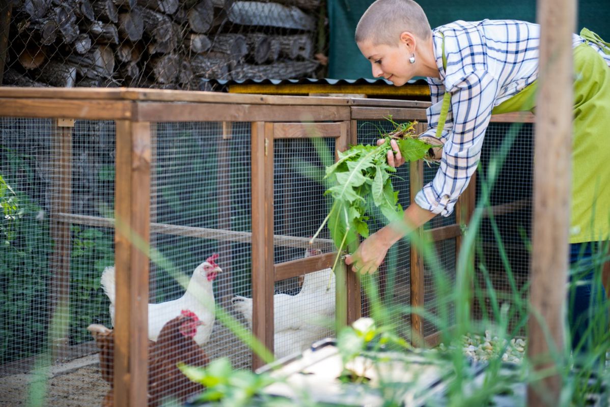 Accueillez vos premières poules ce printemps pour profiter d'œufs frais