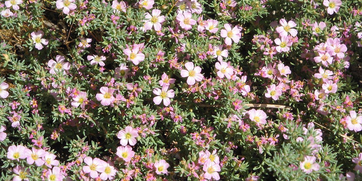 La bruyère maritime : une alternative séduisante pour un jardin résistant