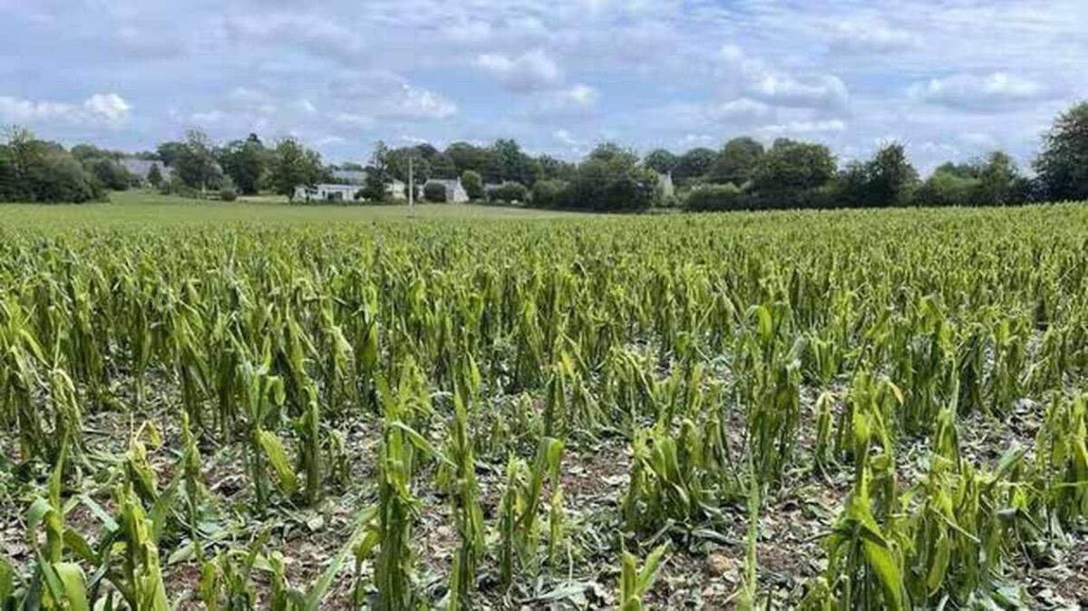 Orne : les agriculteurs face aux conséquences des orages de grêle