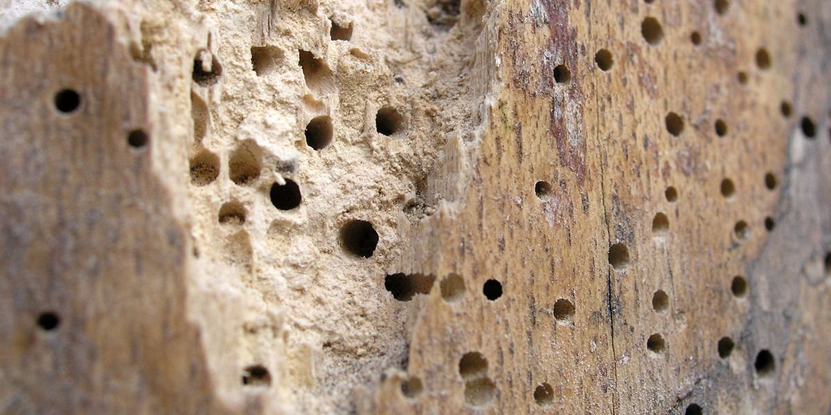 Sauvez vos meubles en bois : astuces pour lutter contre les vers