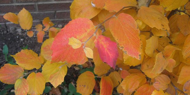 Fothergilla : un arbuste aux merveilles automnales